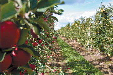 З такого саду можна отримати в середньому 40 тонн товарного яблука з гектара