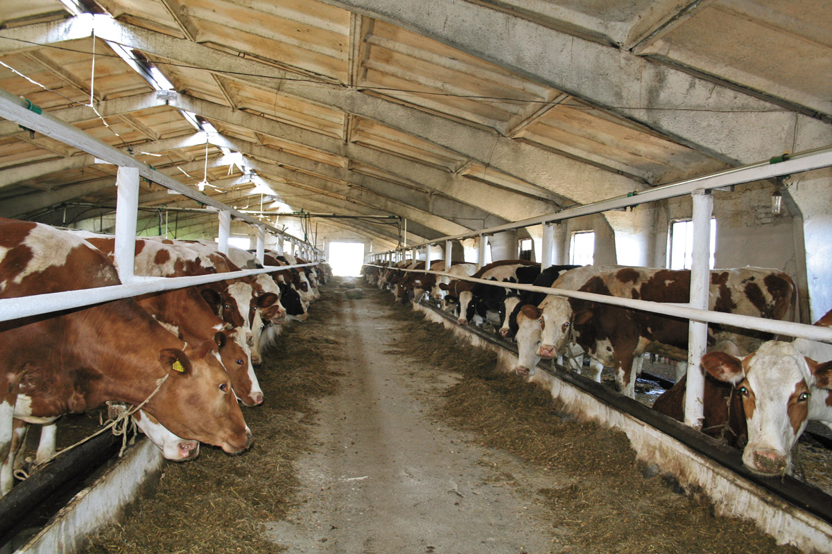 У господарстві утримують високопродуктивне дійне стадо із 320 корівок