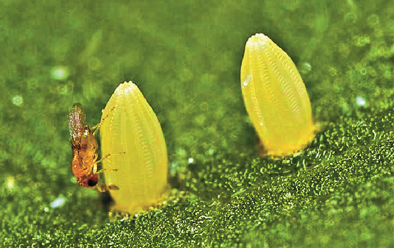 Трихограма — дрібна комаха, яка є засобом біологічної боротьби  з багатьма видами шкідників Фото: ГУ Держпродспоживслужби в Чернігівській обл., dpsscn.gov.ua