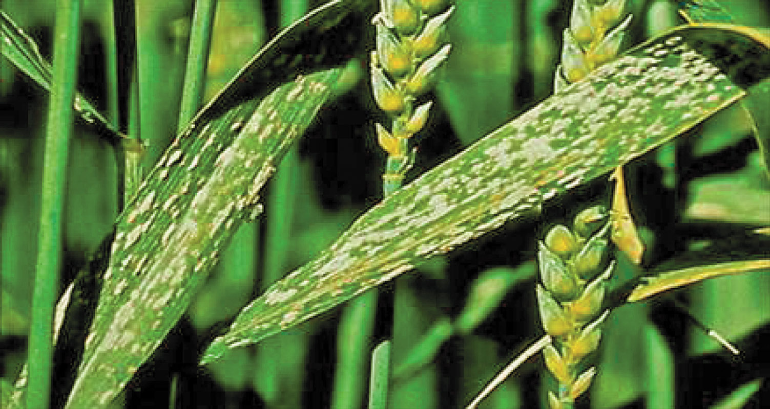 ВЖКЯ (Barley yellow dwarf virus) на озимій пшениці