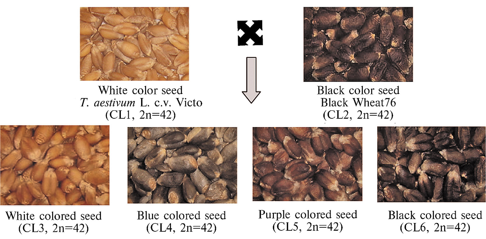 Мал. 1. Зразки кольорового зерна пшениці Канади: CL1, CL3-white — біле зерно; CL2, CL6-black — чорне; CL4-blue — синє; CL5-purple — фіолетове